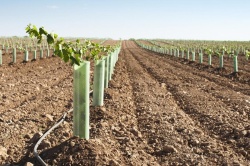 Посадка новых виноградников на Кубани выполнена на 86% от плана 2023 года